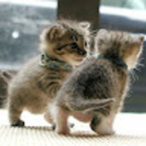 Meet your Posher, Betsy